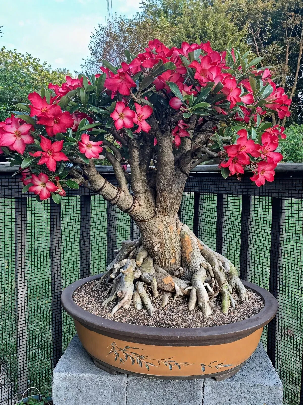 100 Mixed Color Adenium Obesum Seeds – Vibrant Desert Rose Bonsai Flower