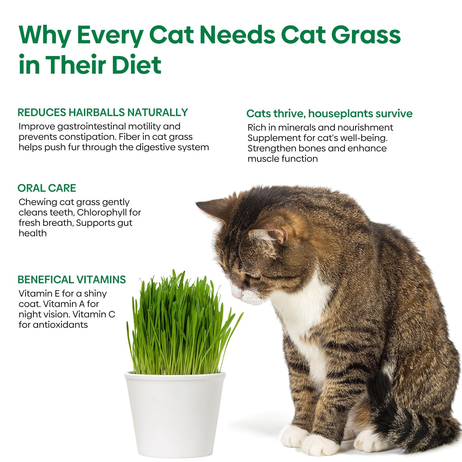 Cat Grass Seeds, Barley, Oats, Wheat, Rye 4 Varieties, Non-GMO Grow in 4-7 Days