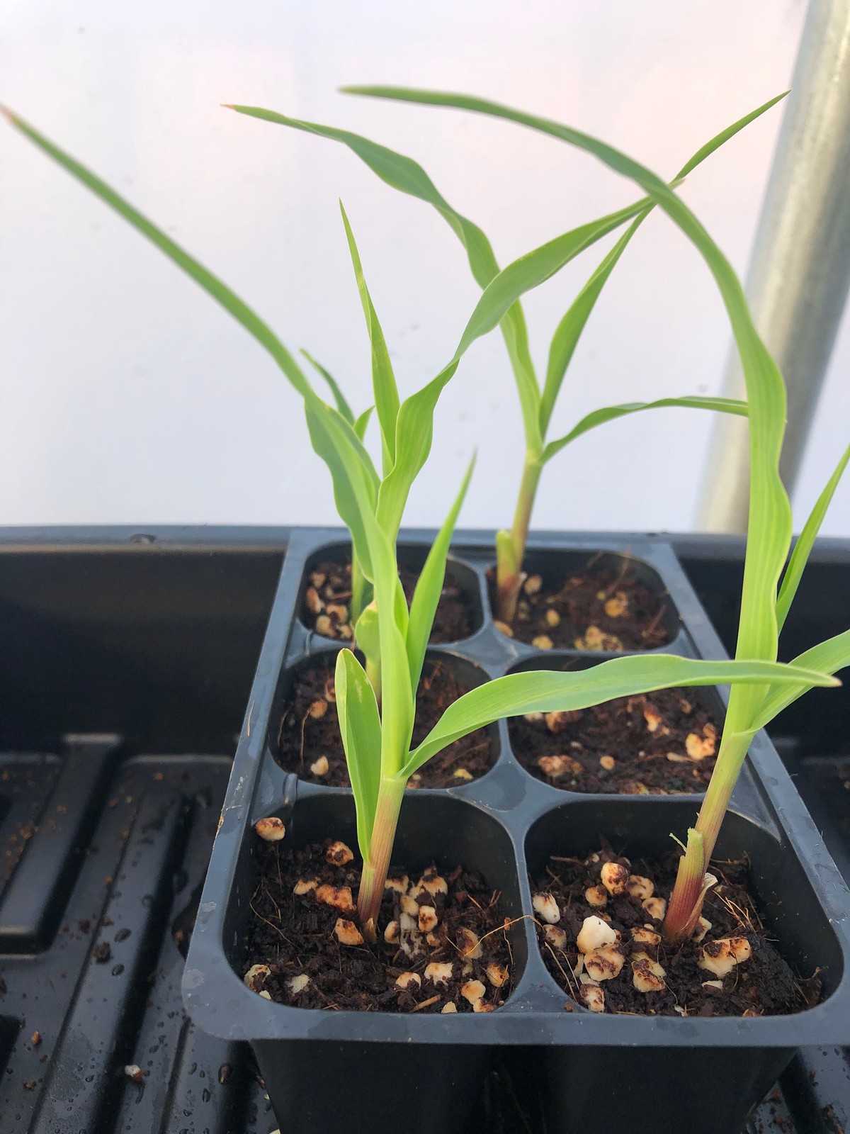 Corn Live Plants – Seedlings/Plugs- 4″- 6″ tall – 30-50 days old