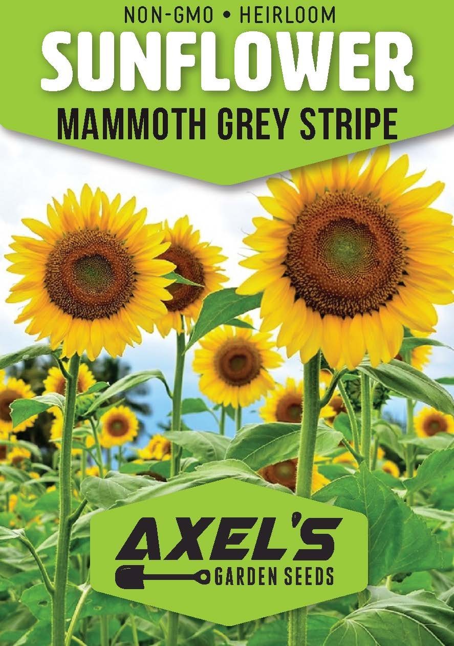 Bulk Mammoth Grey Stripe Sunflower Seeds for Planting – Heirloom & Non-GMO Seeds