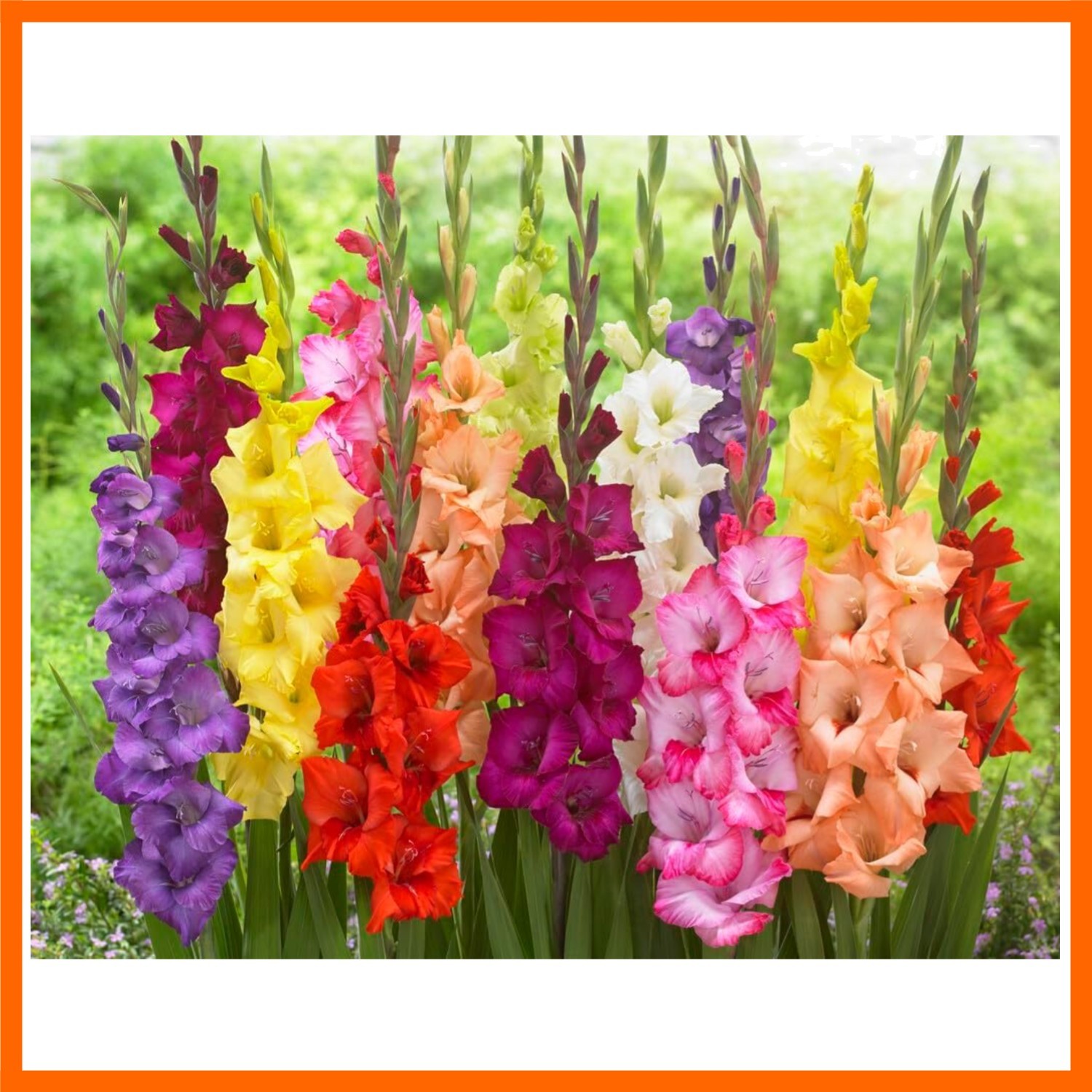 4 Gladiolus Bulbs – Mixed Colors – Sword Lily – Easy-to-Grow Perennial Flower…
