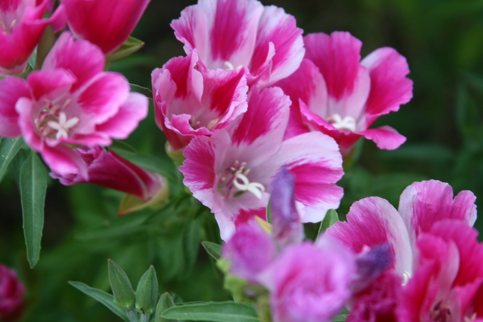 farewell to spring, PINK CLARKIA, flower 300 seeds! GroCo USA