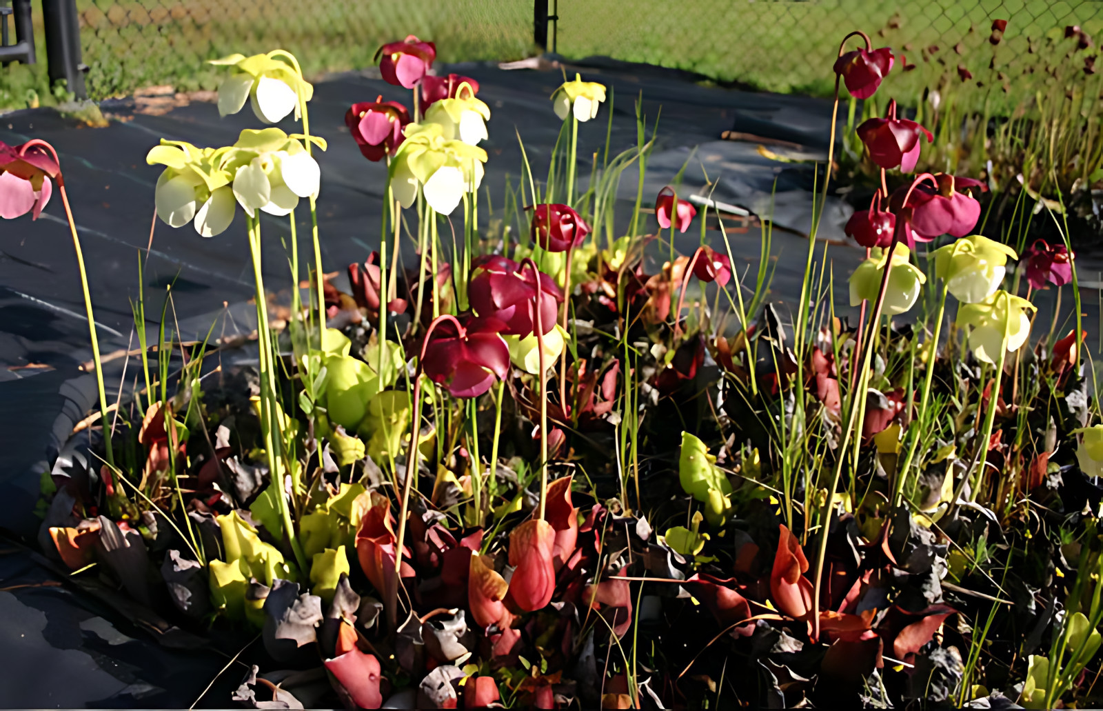 ‘NORTH’ MEETS ‘SOUTH’ Pair – Anthocyanin-Free Meets Anthocyanin +