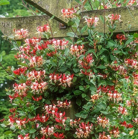 ~Serotina Belgica~Honeysuckle Vine Plant Late Dutch Lonicera~HUMMINGBIRD HEAVEN!
