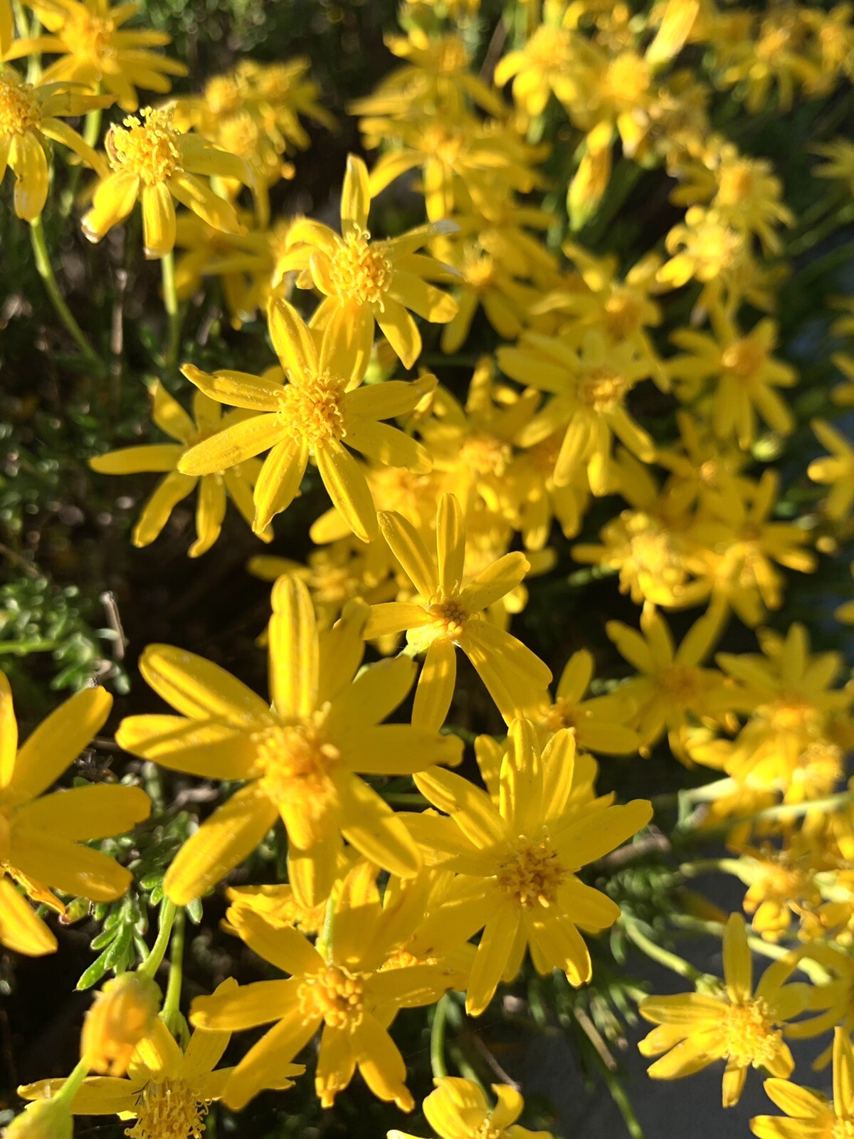 Damianita Daisy, Chrysactinia Mexicana – 100 seeds 2023 – USA