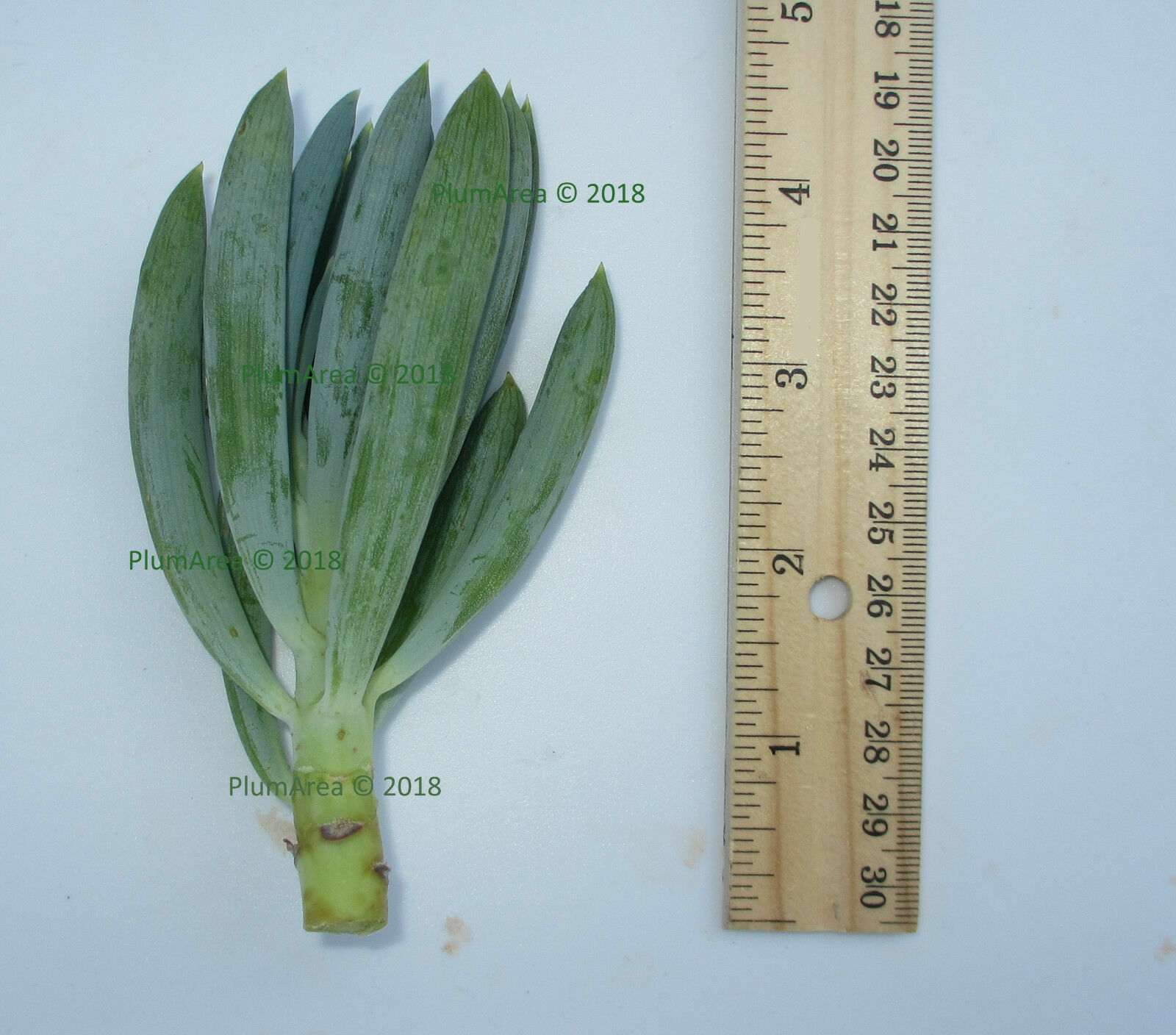2 UNROOTED 4” Blue Chalk Stick Cutting Senecio Mandraliscae Succulent +gift
