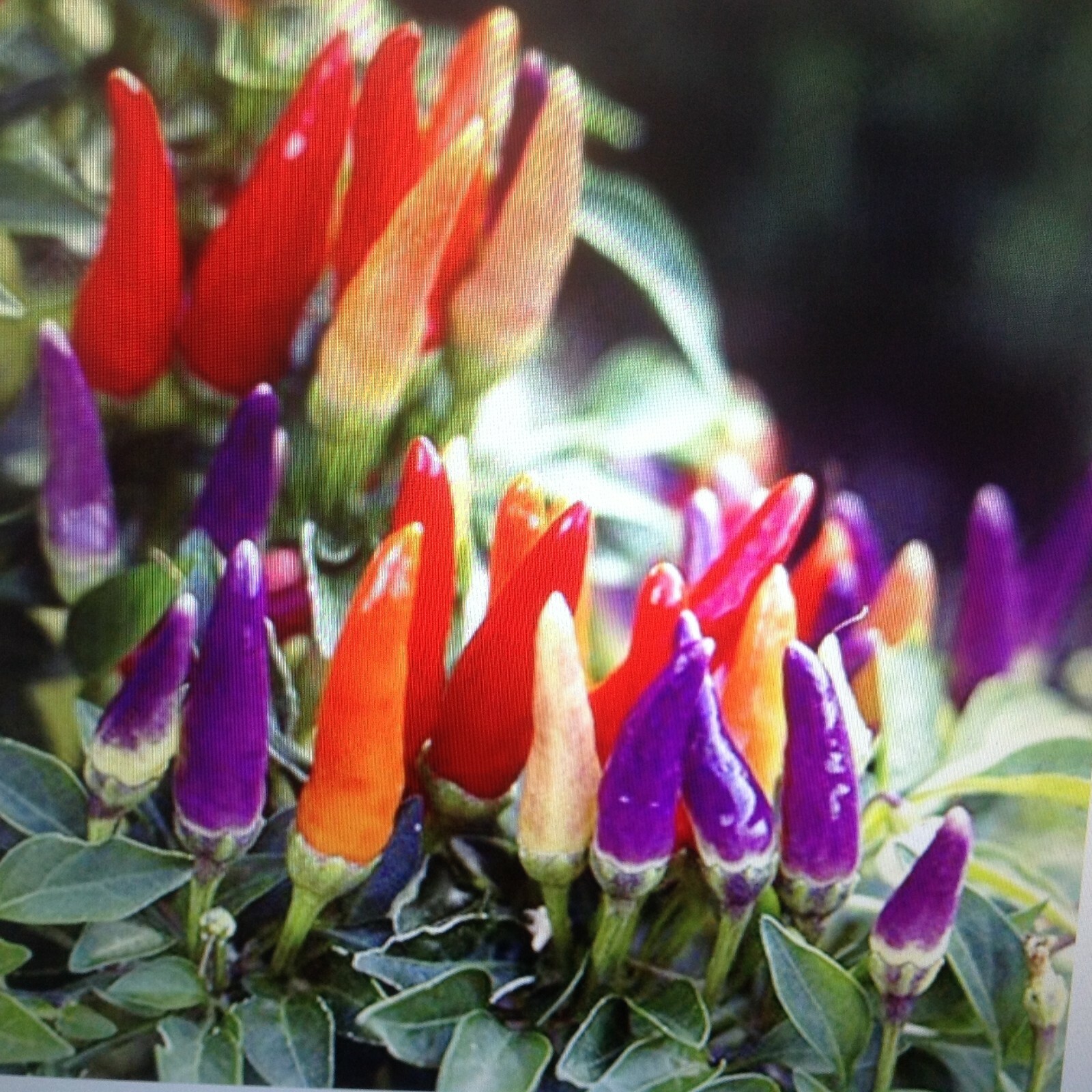 FRESH spicy Ornamental Peppers Easy RAINBOW of COLORS on plant USA 25+ ct seeds