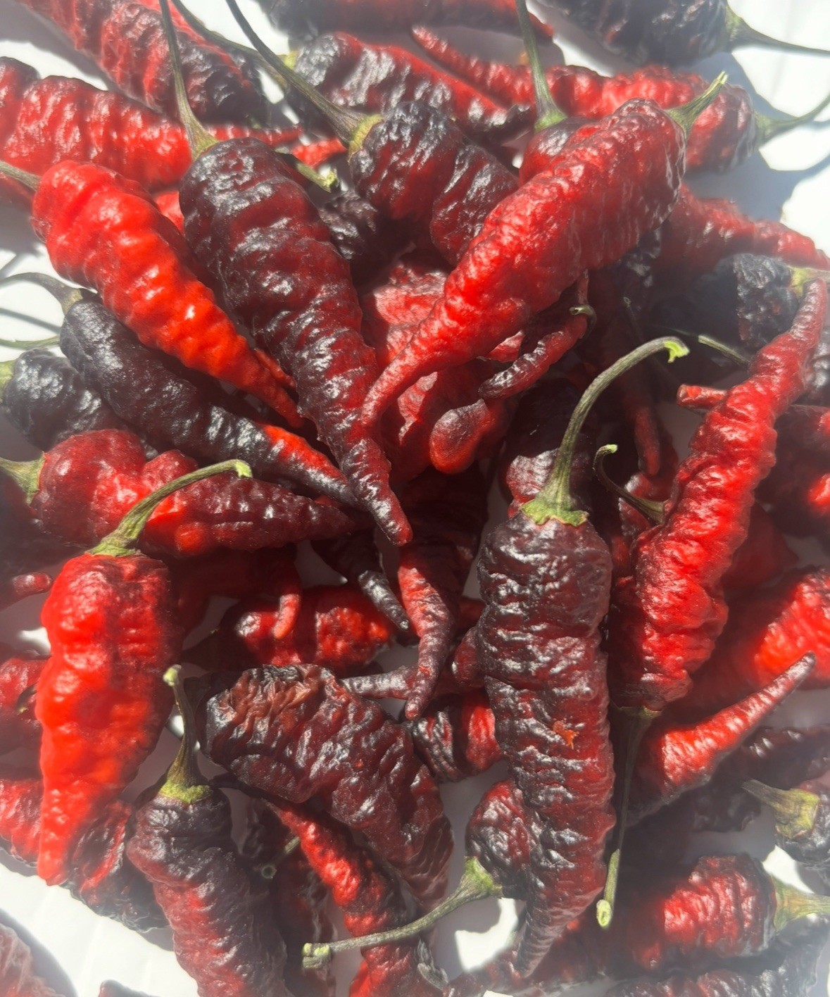 Lot of 3 (75+ DAYS OLD) BLACK NAGA TWISTER Super Hot Pepper LIVE PLANTS