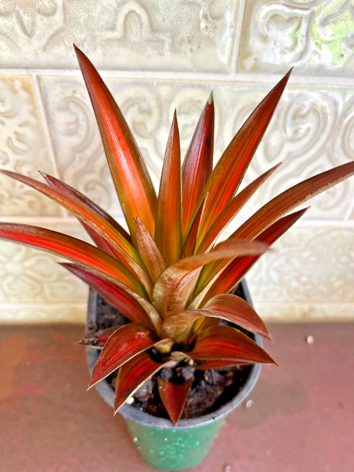 Exotic Red Spineless Mini Decorative Pineapple Ananas Lucidus- FREE Shipping