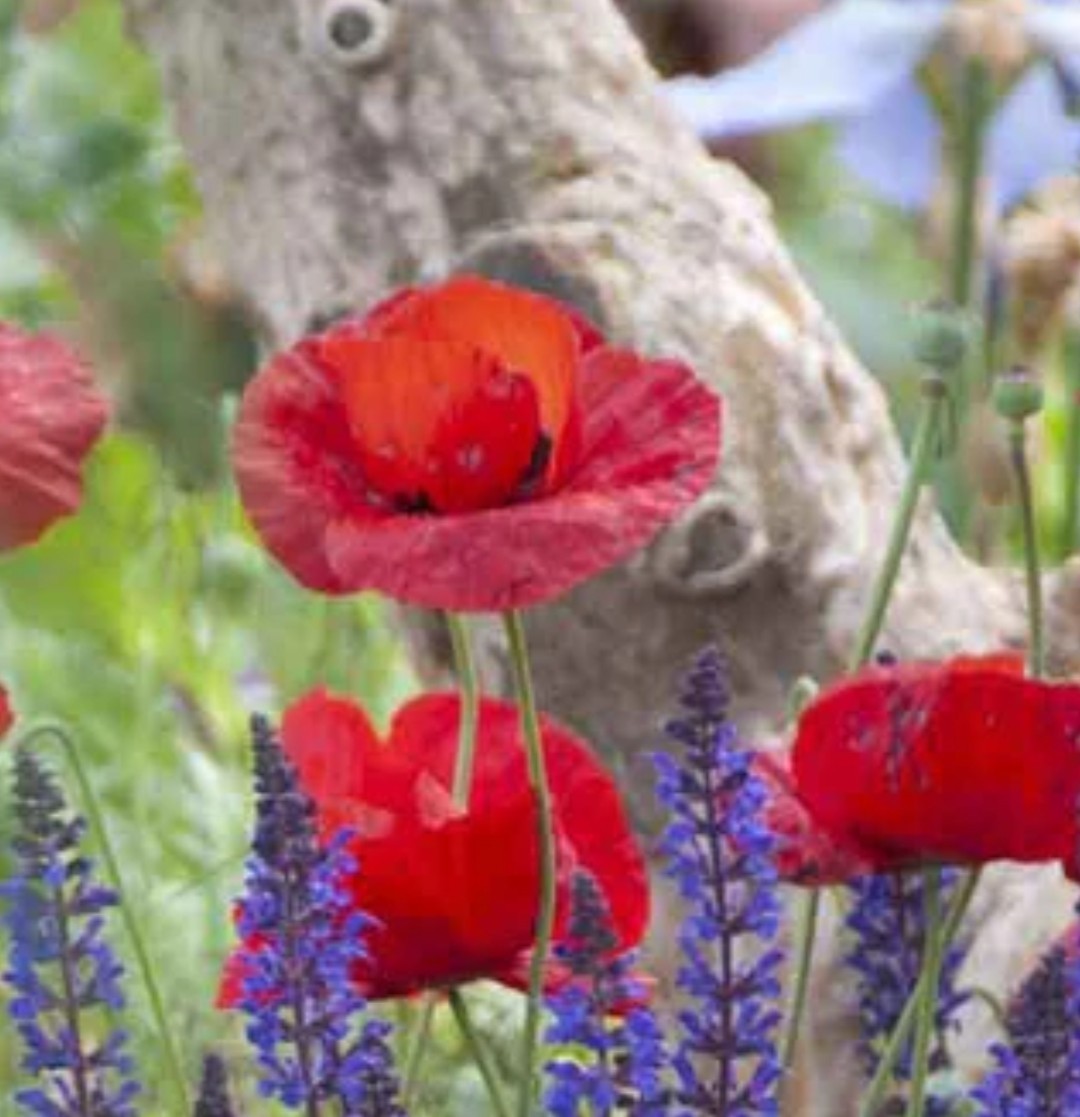 1200+ Turkish Tulip Poppy Seeds **Fresh Seeds** ~~Free Shipping~~