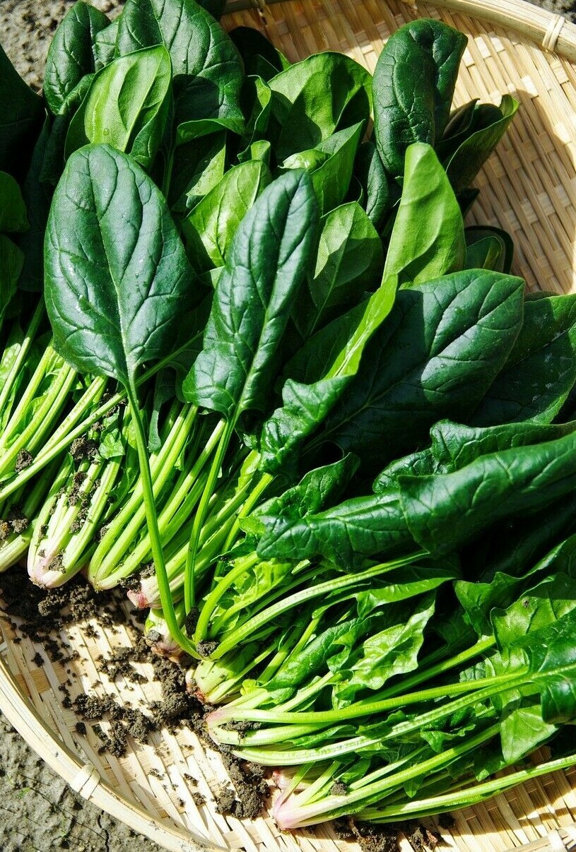 300+ SPINACH BLOOMSDALE SEEDS AUTUMN GIANT GARDEN VEGETABLE SALAD HEIRLOOM USA