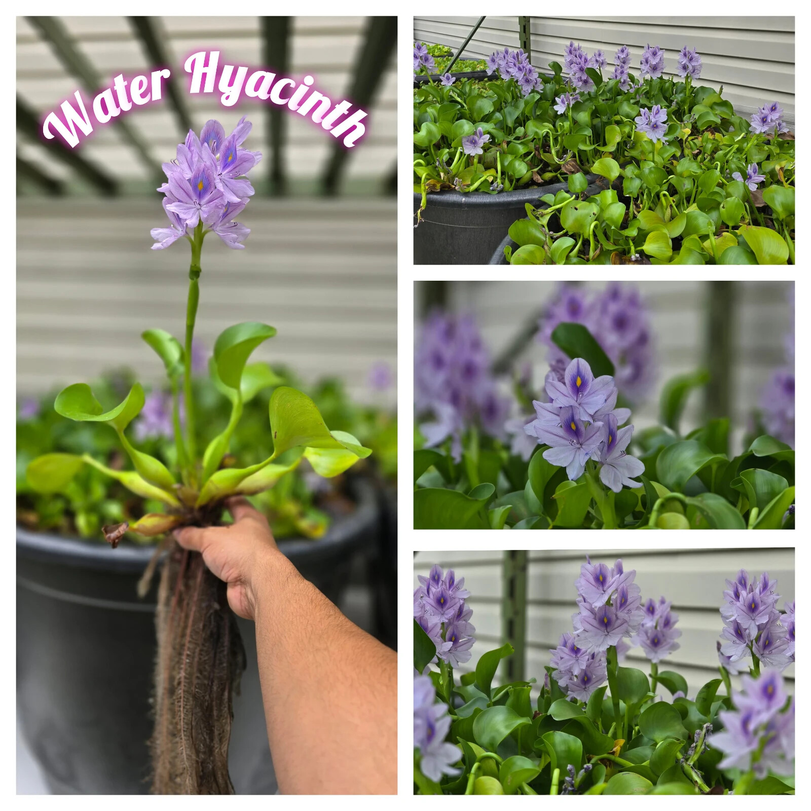 Water Hyacinth – ten medium/large 6-14″ plants – Aquatic Plant Great for ponds