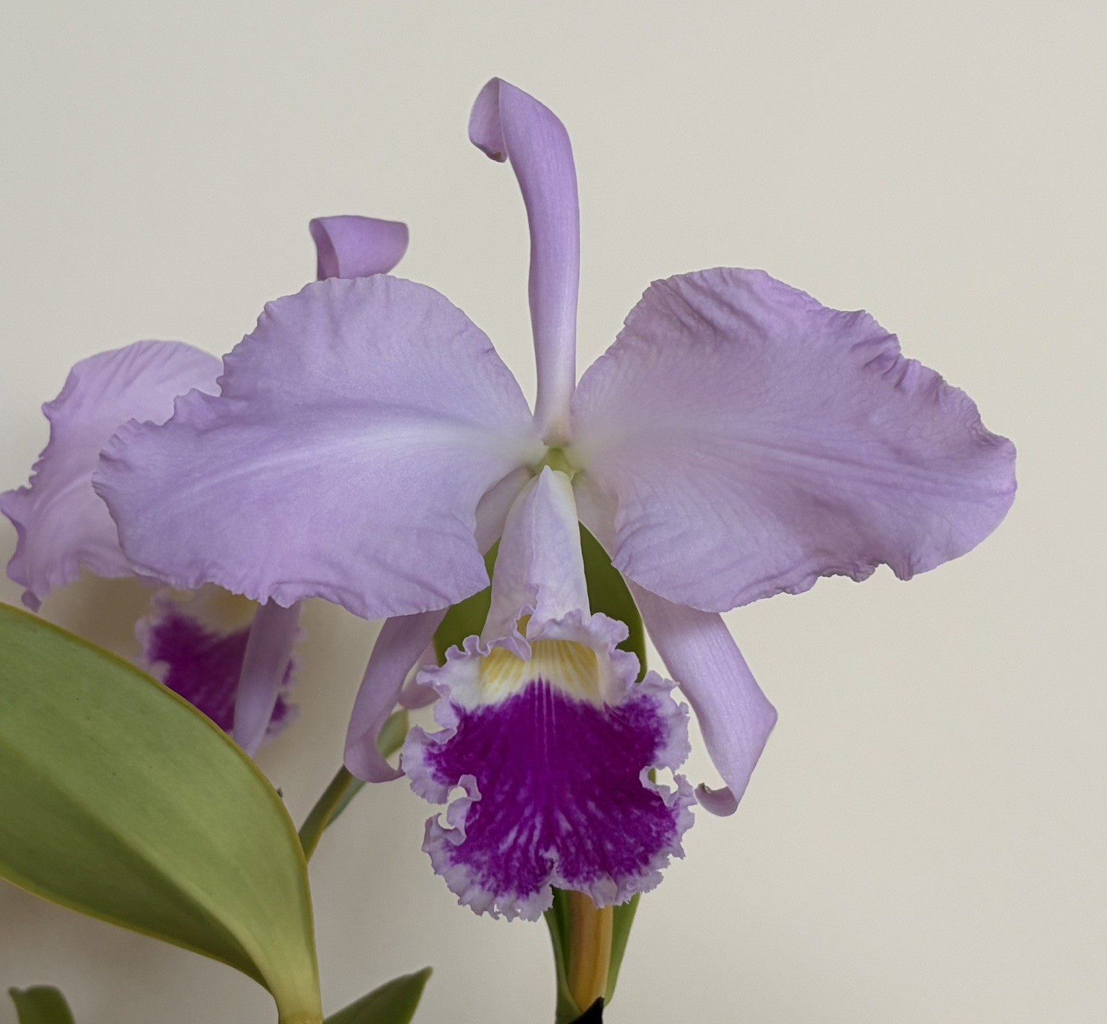 Cattleya warneri FRAGANT large-flowered spring-blooming orchid species SEEDLING