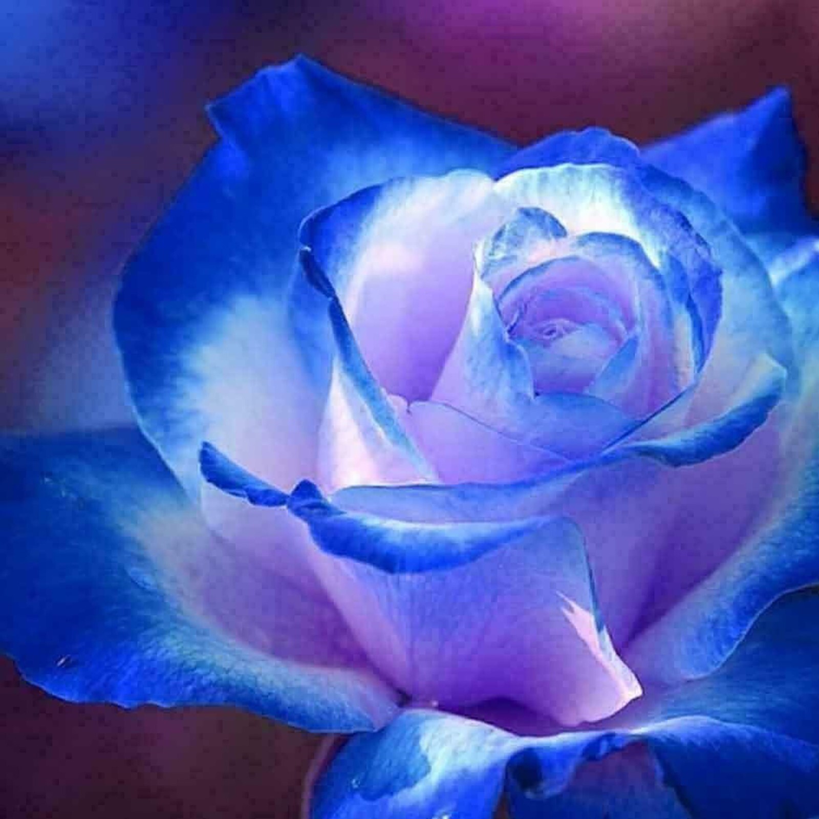 Midnight Blue, Black, Duo Color Rose 100 Seeds~ Rare-Free Shipping-USA Seller