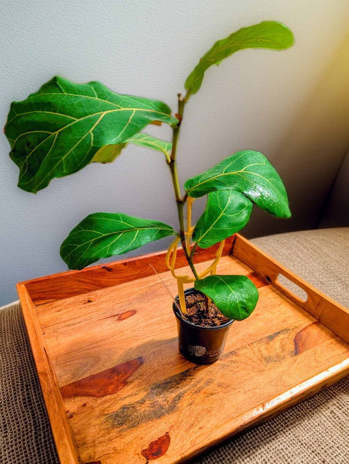 Fiddle Leaf Fig (Ficus lyrata) Houseplant Live Indoor Tree