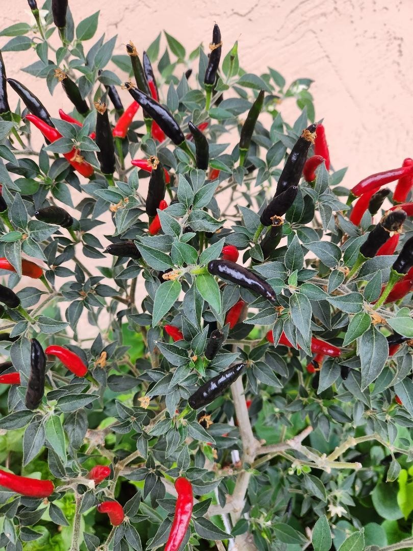 30 black pepper seeds