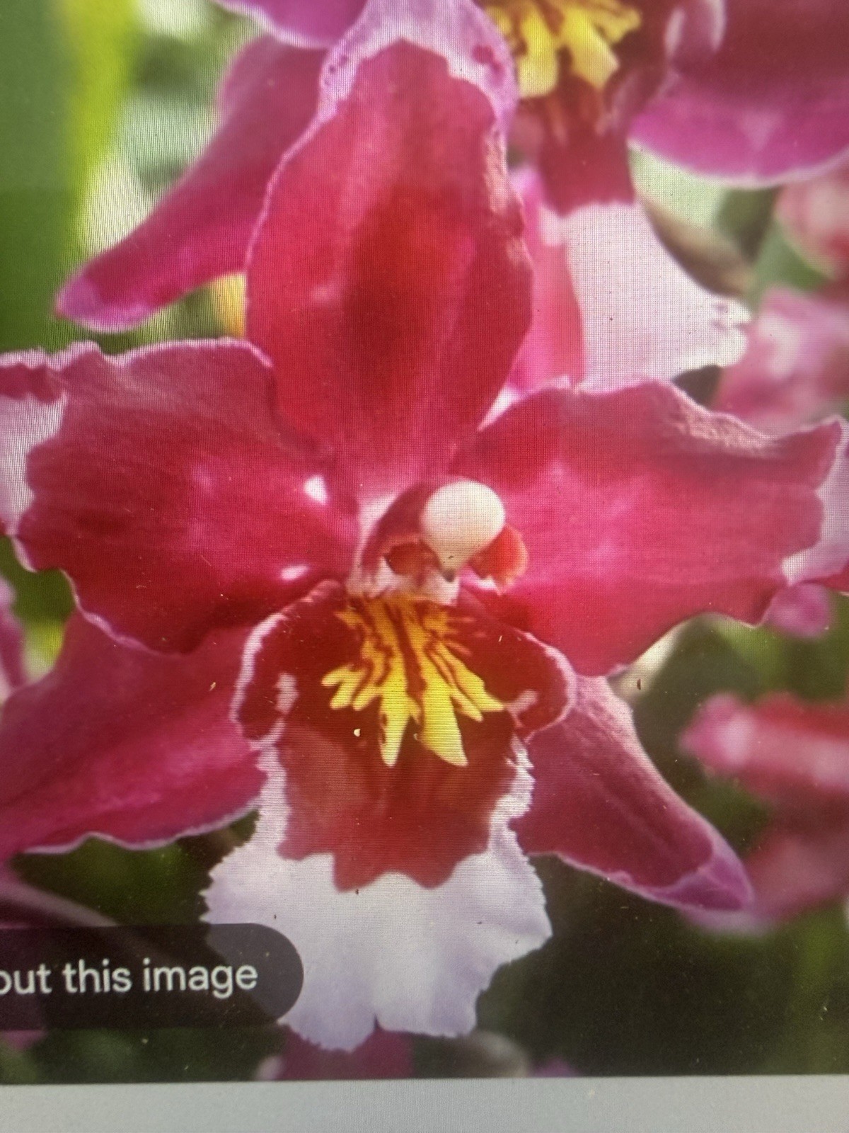 ORCHID Plants 20 Onciduim bulbs $1 each 20 minimum not marked br