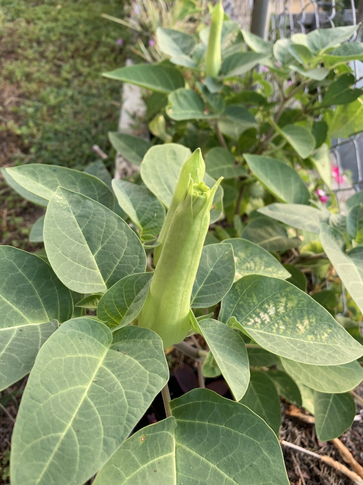 (200 SEEDS) White Moon Flower Angel’s Trumpet Day&Night Bloom Datura. 2023 Seeds