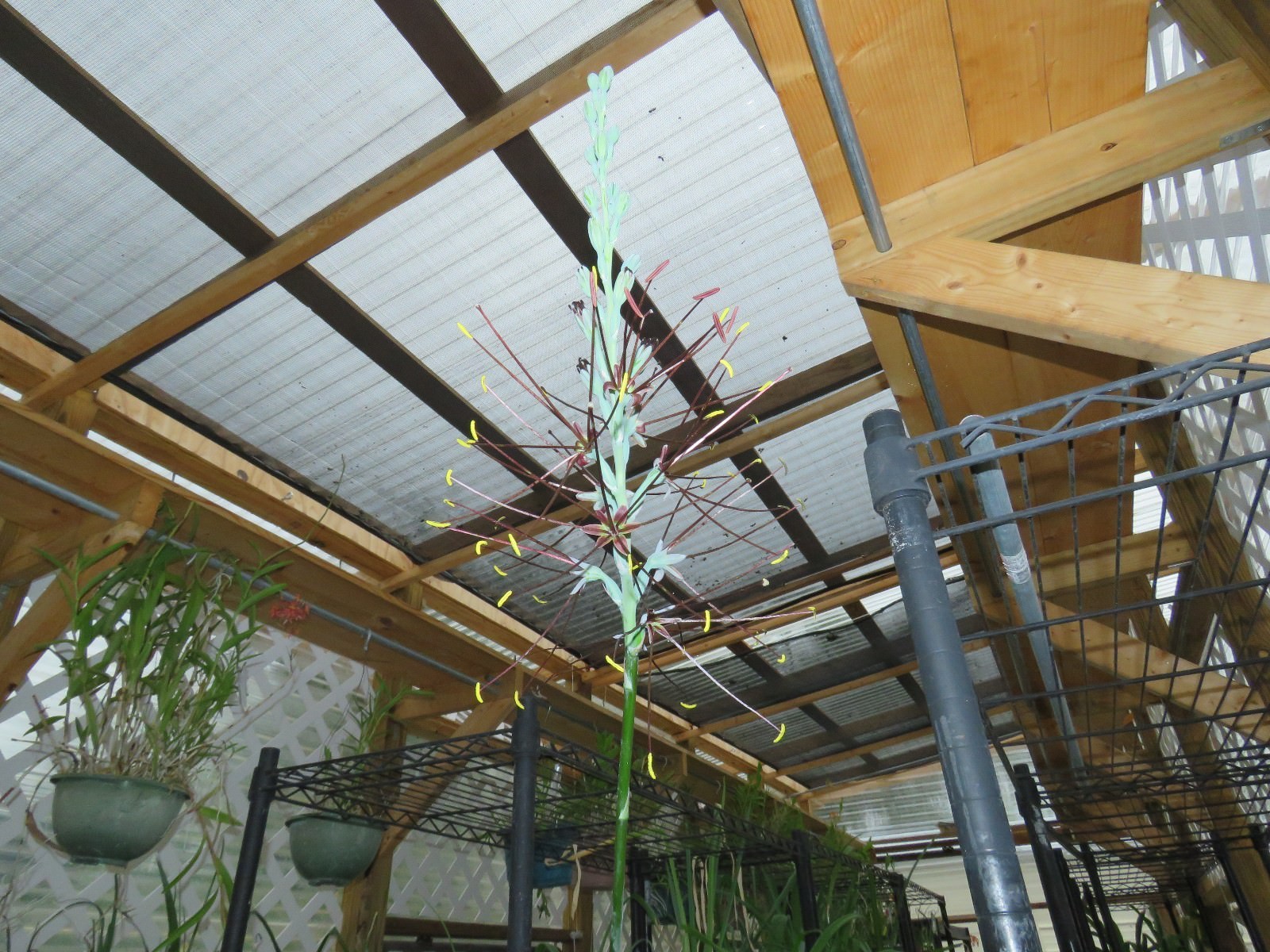 Manfreda (agave) spot, hybrid