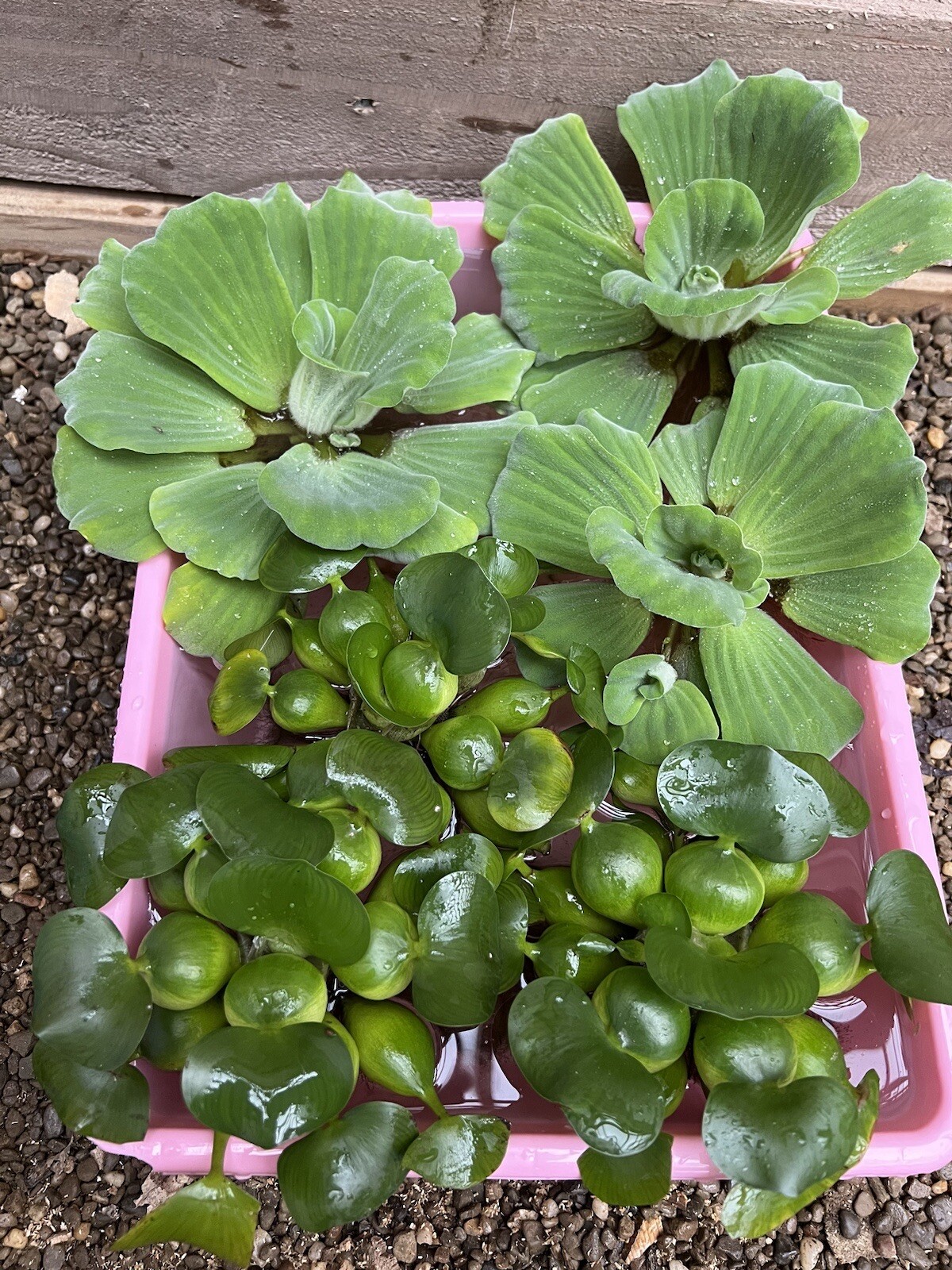 (8) Mix Water Lettuce & Hyacinth Koi Pond Floating Plants Algae Filter Jumbo 5″