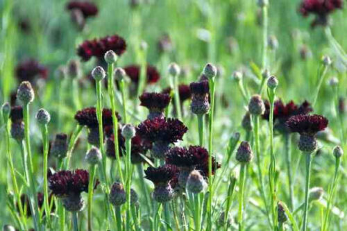 Black Ball Purple Cornflower Seeds, Bachelor Button, FREE SHIPPING