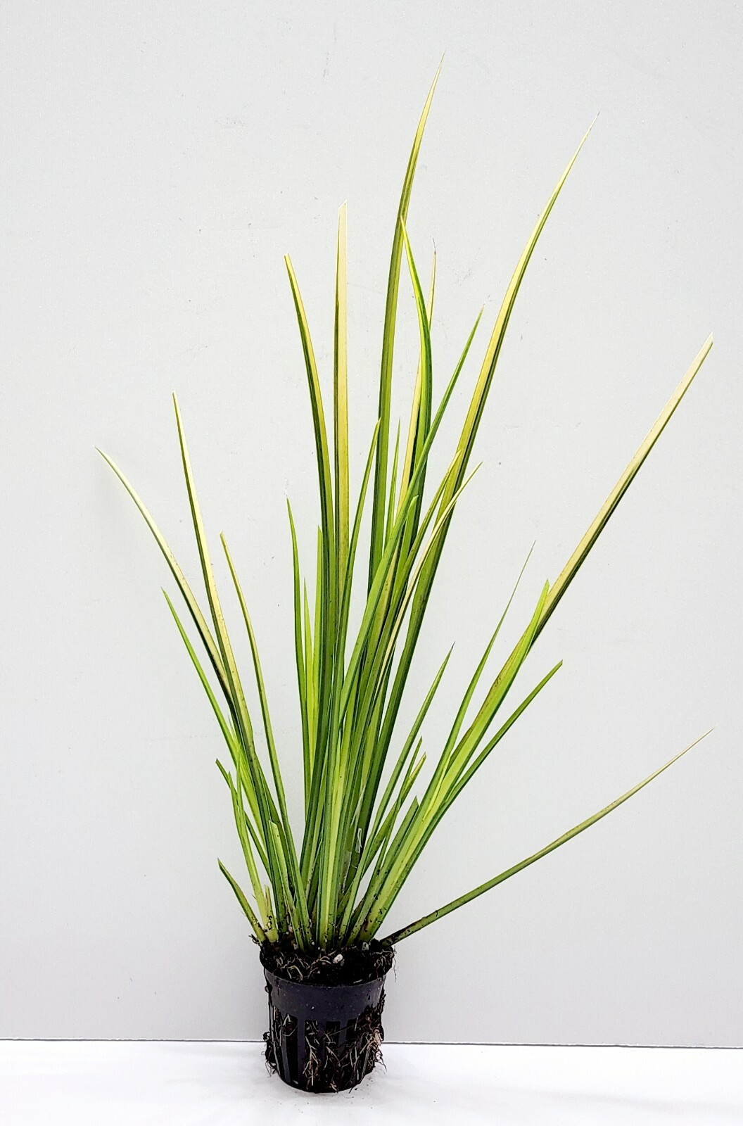Live Cold Hardy Golden Sweet Flag Aquatic Marginal Pond Plant