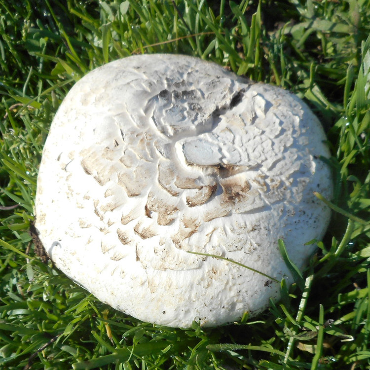 Salt Loving Mushroom (Agaricus bernardii) Liquid Culture