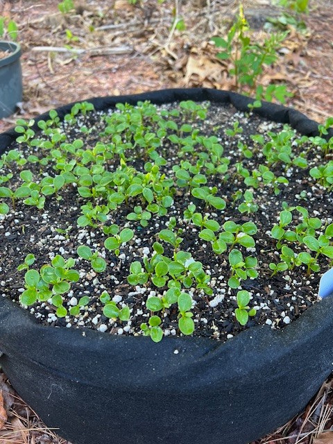 Fresh Sichuan Pepper Seeds, Zanthoxylum Simulans Seeds, Lot of 300+， 花椒 Seeds