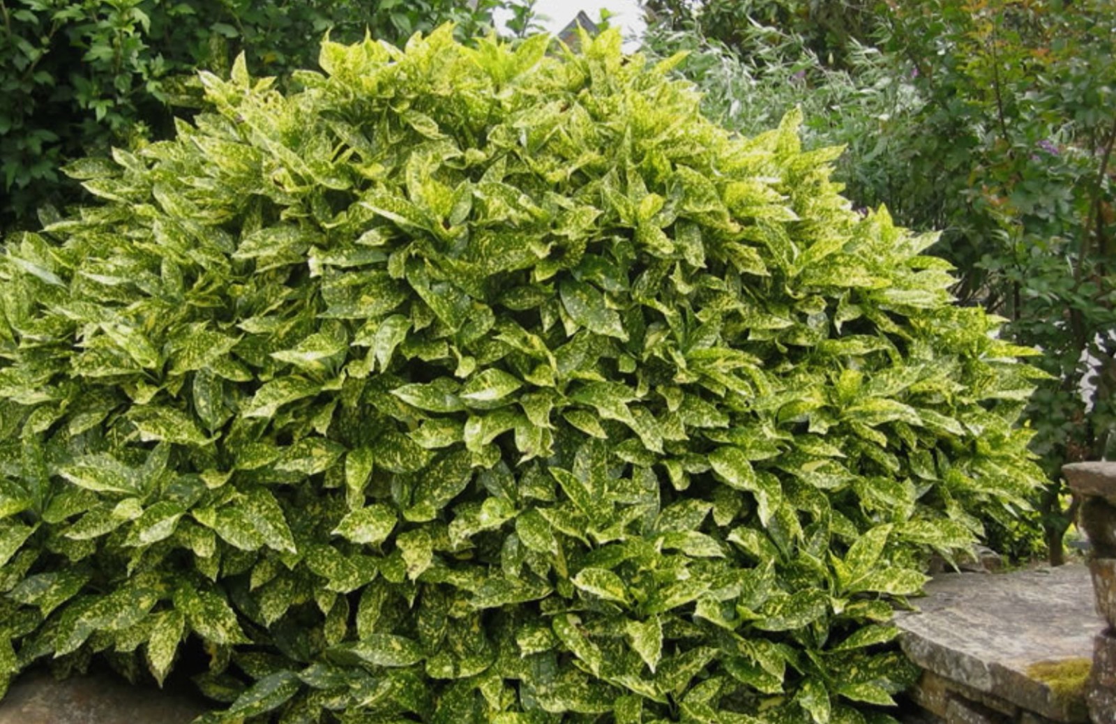 6 Aucuba Japonica Golden Dust Gold-dust in small pots beautiful evergreen bush