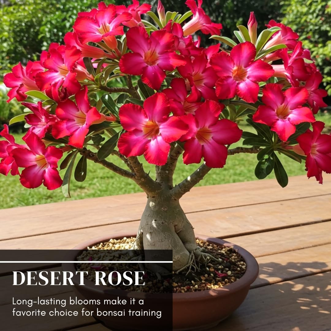 50 Adenium Obesum Seeds – Exotic Desert Rose for Indoor Bonsai & Outdoor Patio –