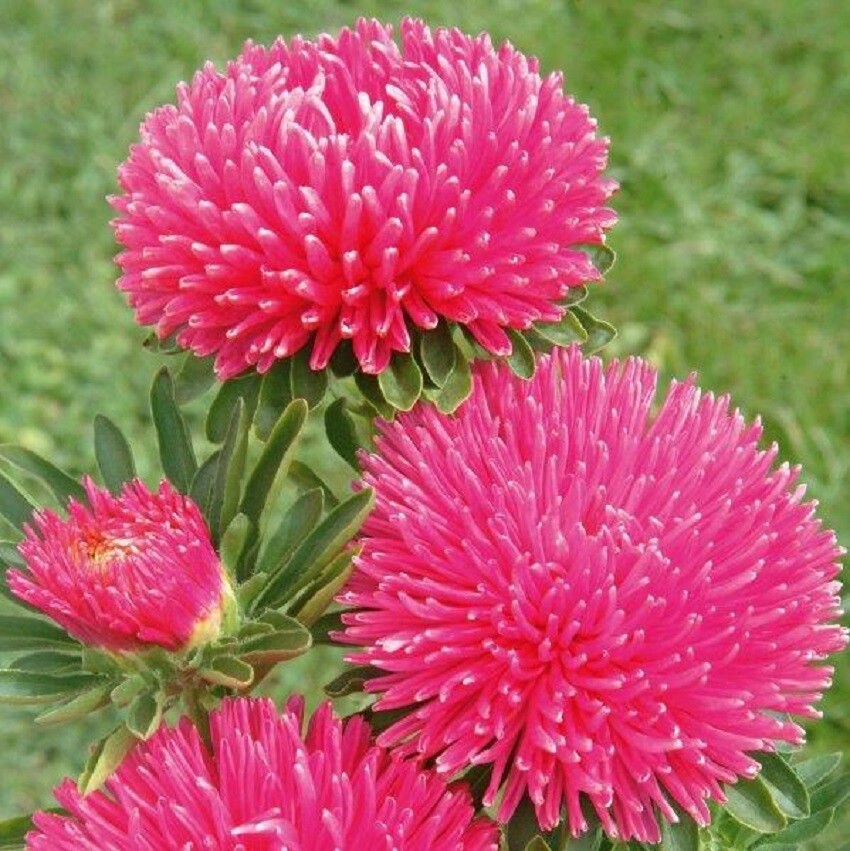 Aster Seeds Gala Carmine Rose 100 Seeds Cut Flower Seeds
