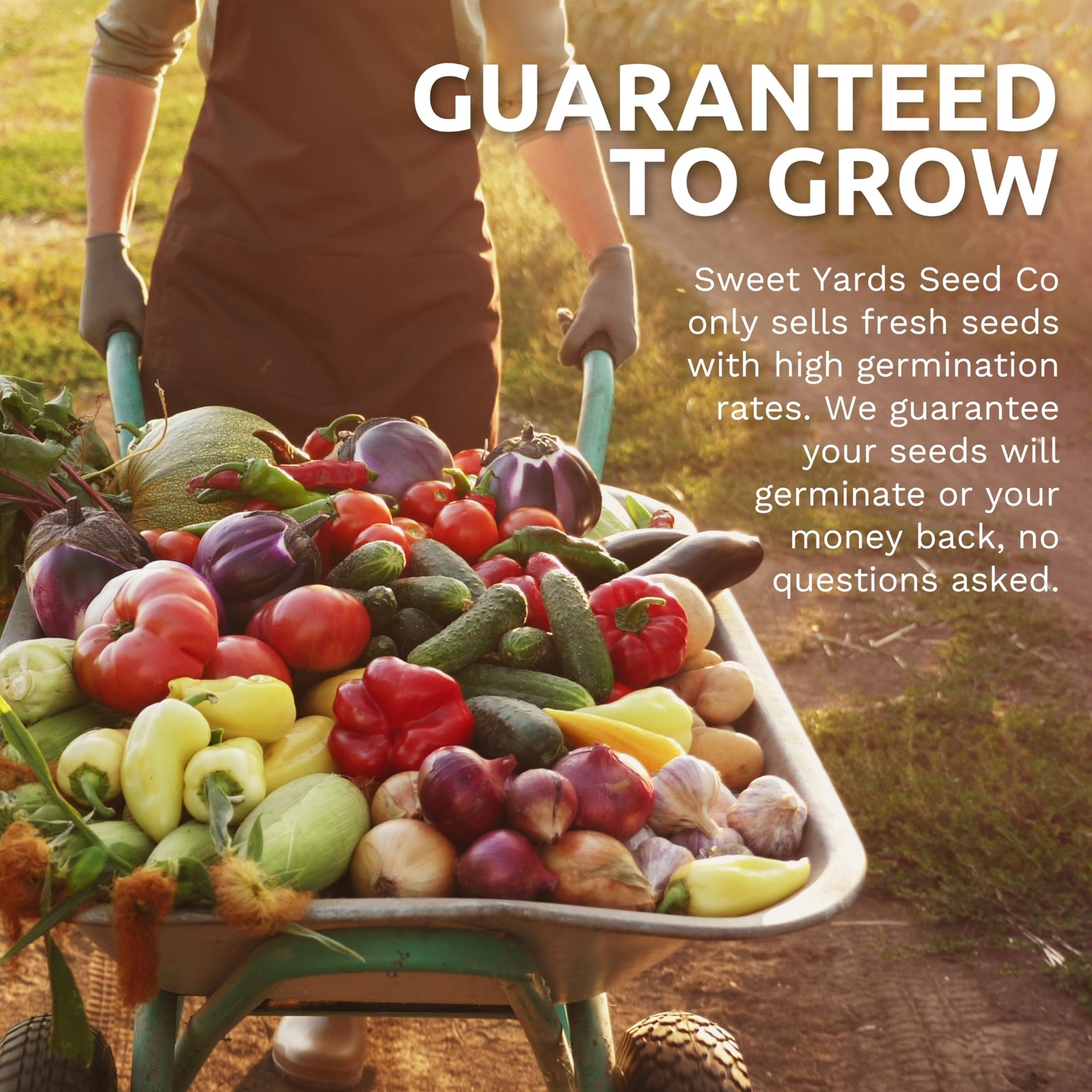 Organic Watermelon Seeds Variety Pack – 6 Non-GMO Packs for Planting