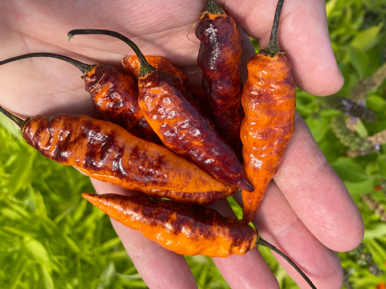 Black Panther Orange SUPER HOT Pepper 25-Seeds 1,100,000 Scoville Unique Creek