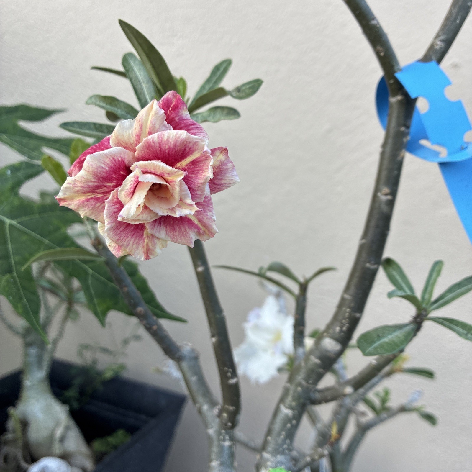 Adenium Desert Rose Peach Sangria Tri Petal Exotic Flowers Bonsai Flowering Tree