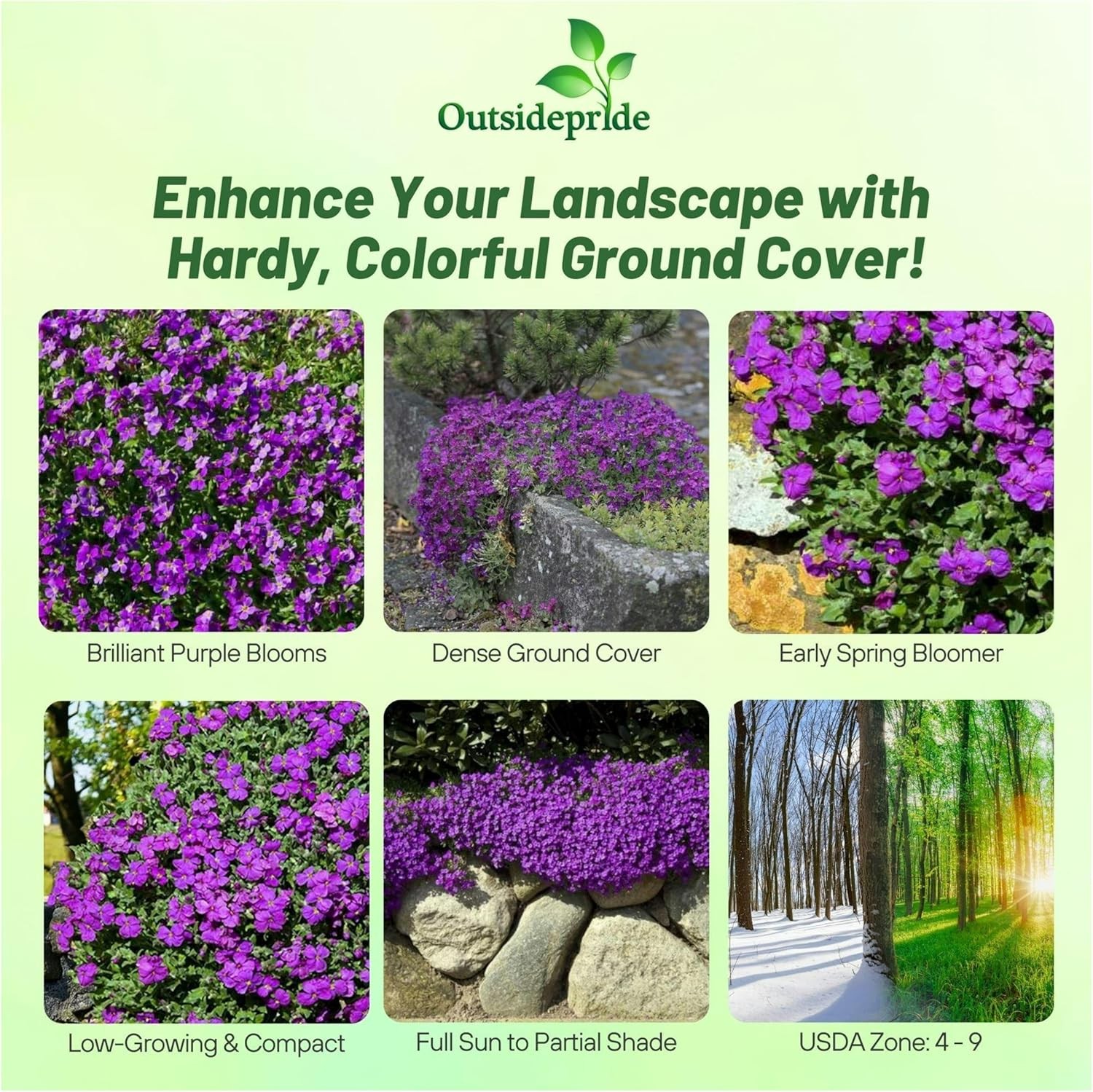 5000 Seeds Aubrieta Seeds – Rock Cress Ground Cover Plant Seed