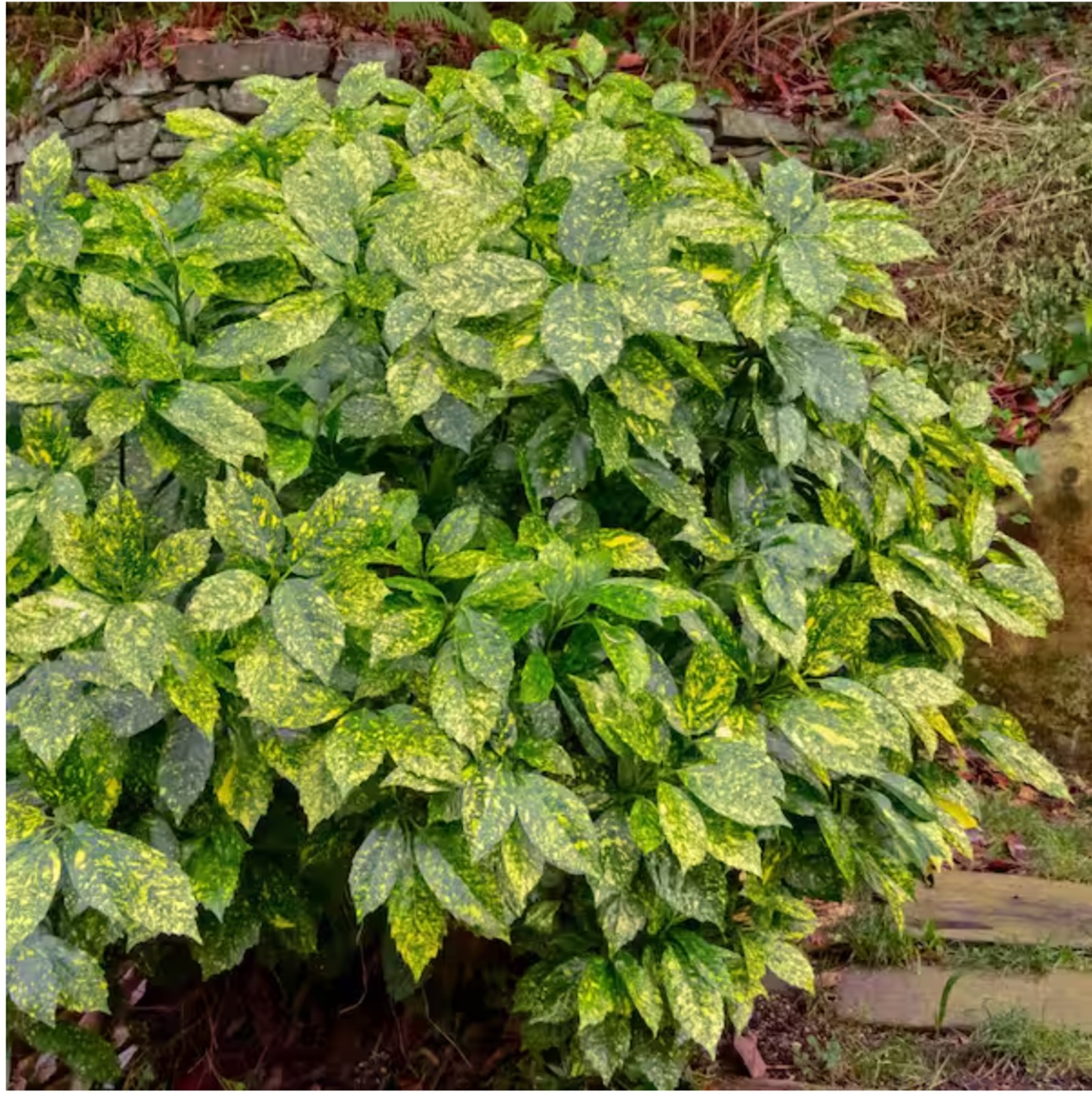 6 Aucuba Japonica Golden Dust Gold-dust in small pots beautiful evergreen bush