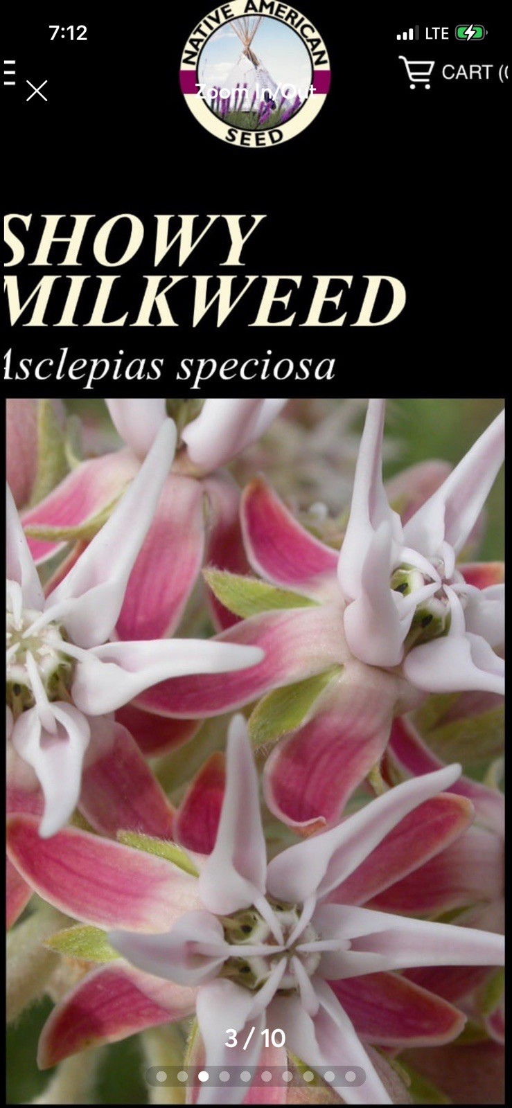 Native American Seed Co. Showy Milkweed Covers 200 sq ft Full Sun Pink/White