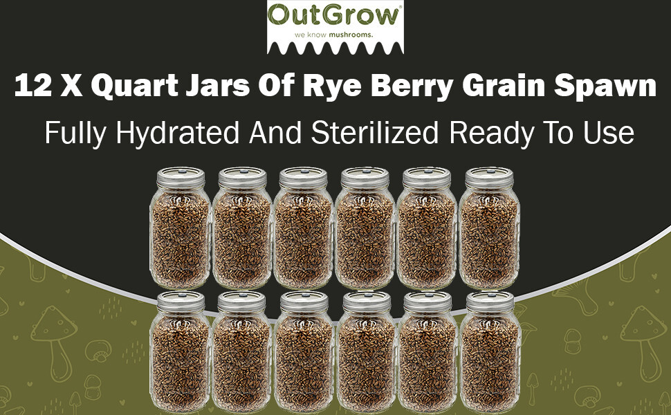 Sterilized Rye Grains for Mushroom Cultivation – Quart Jar with Injection Port