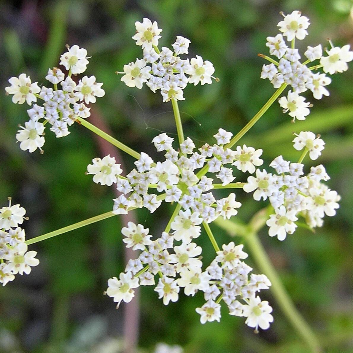 Caraway Seeds | Heirloom / Non-GMO | Free Shipping | Herb Seeds | 1172