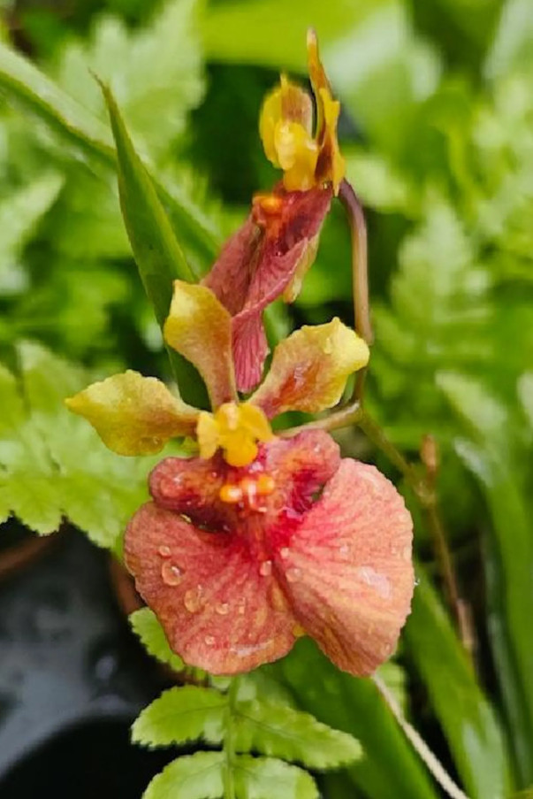Live Tiny Dancer Tolumnia Miniature Orchid Plant – No Flower Spike – 2″ Pot