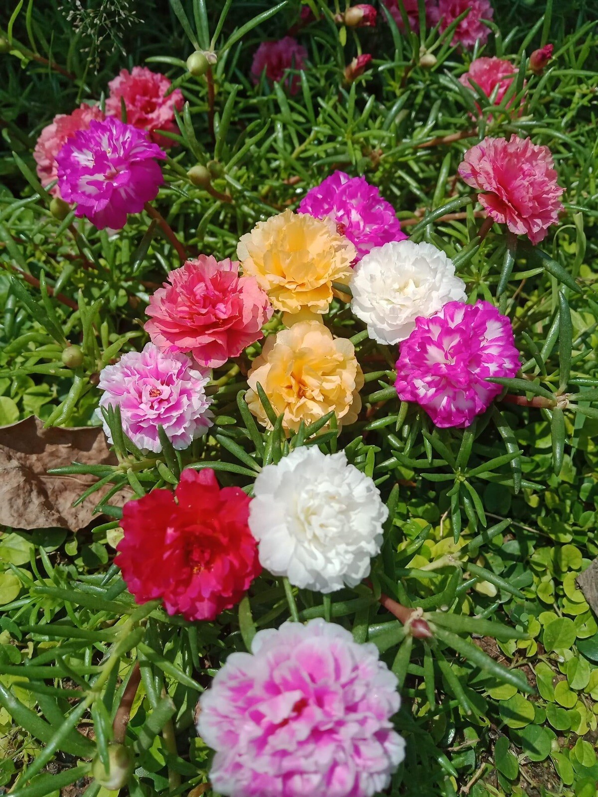 Random mixed colors of Portulaca
