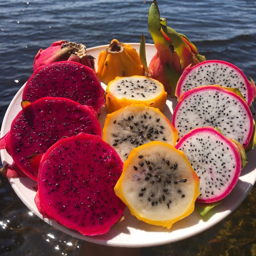 small DRAGON FRUIT CUTTINGS – MULTIPLE VARIETIES – 5″ inches for grafting
