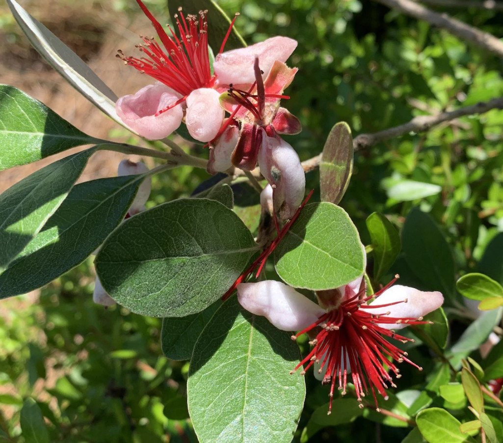 Pineapple Guava Live Plant – 4-6″ Tall – Edible Tropical Fruit & Ornamental Ever