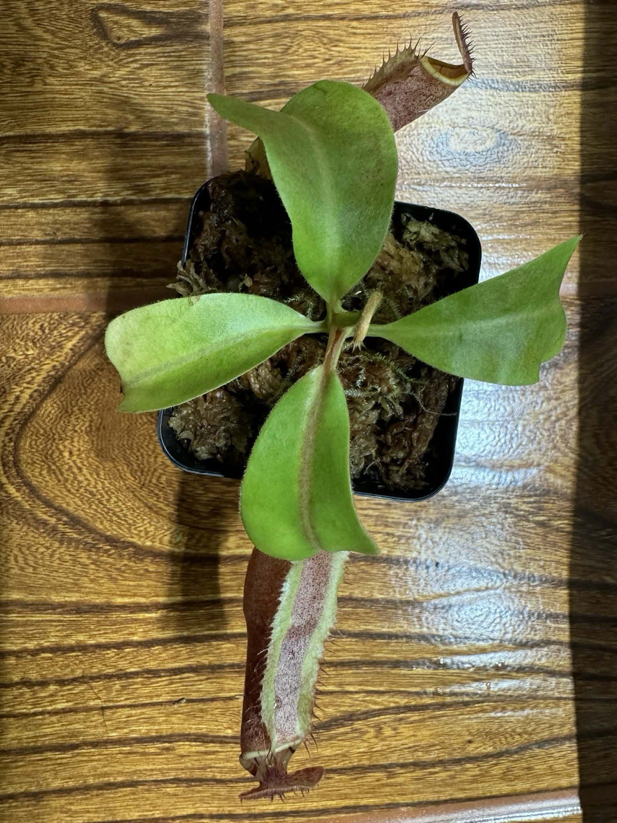 Nepenthes Pitcher Plant Live Potted Carnivorous Green/Red 5in Vegetative