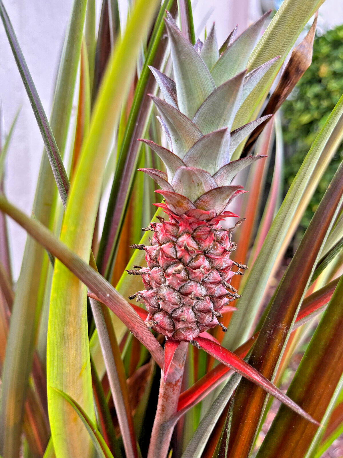 Exotic Red Spineless Mini Decorative Pineapple Ananas Lucidus- FREE Shipping