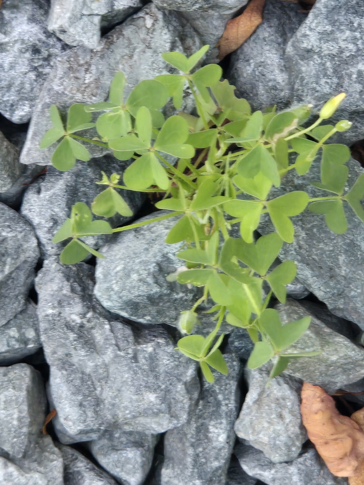 Live Common Yellow Woodsorrel (Oxalis Stricta)Bare Root Plant”Lemon Clover” Herb