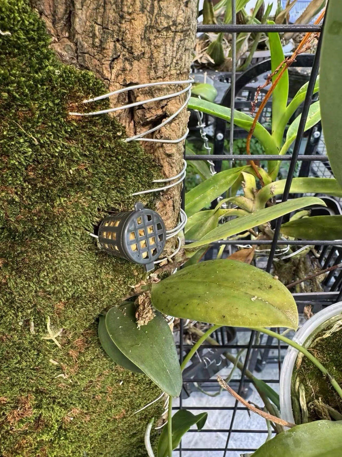 Rare Bulbophyllum beccarii One of the Largest Bulbophyllum Species Orchid