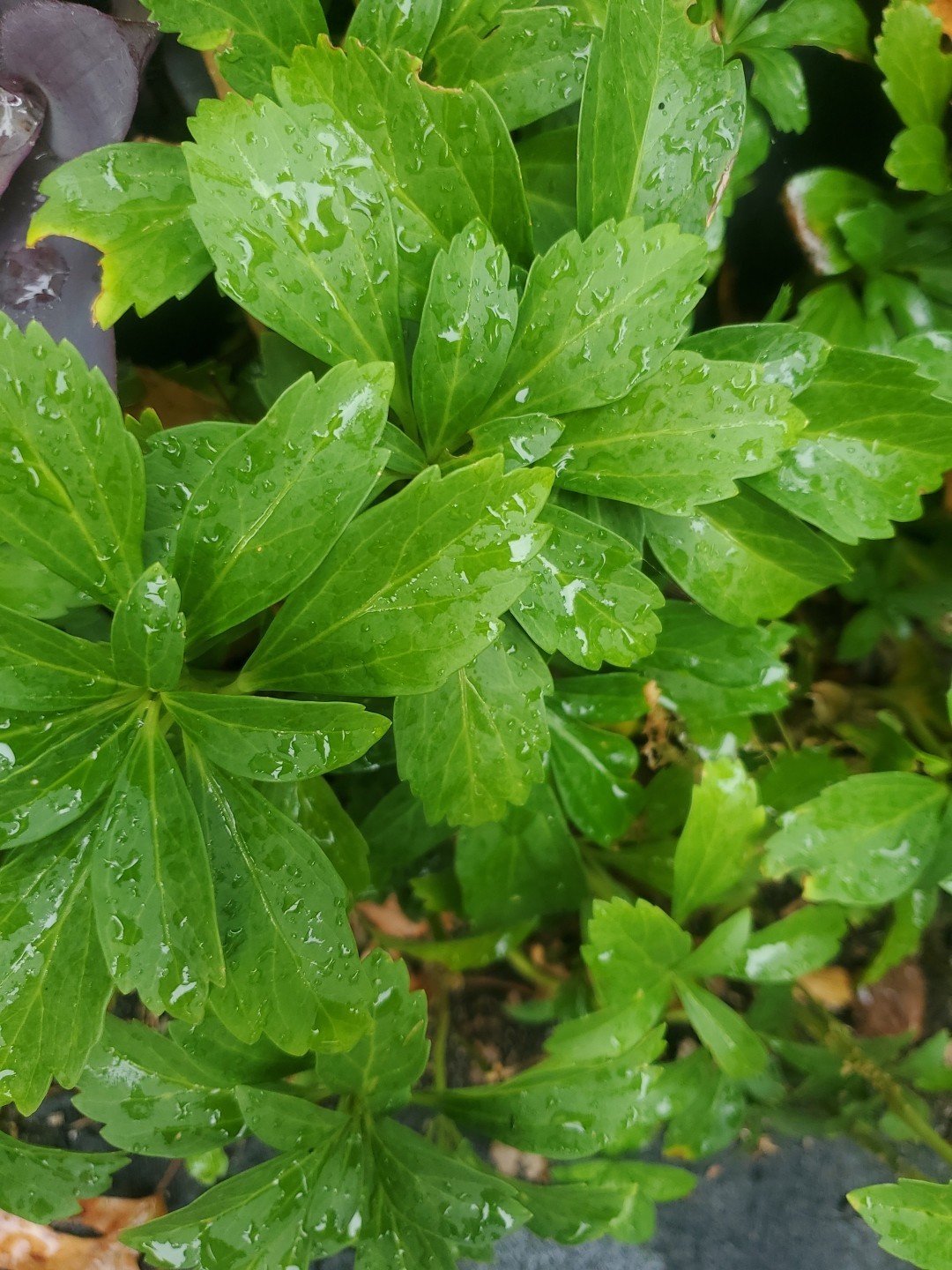 Live 50+ PACHYSANDRA Terminalis JAPANESE SPURGE Fresh