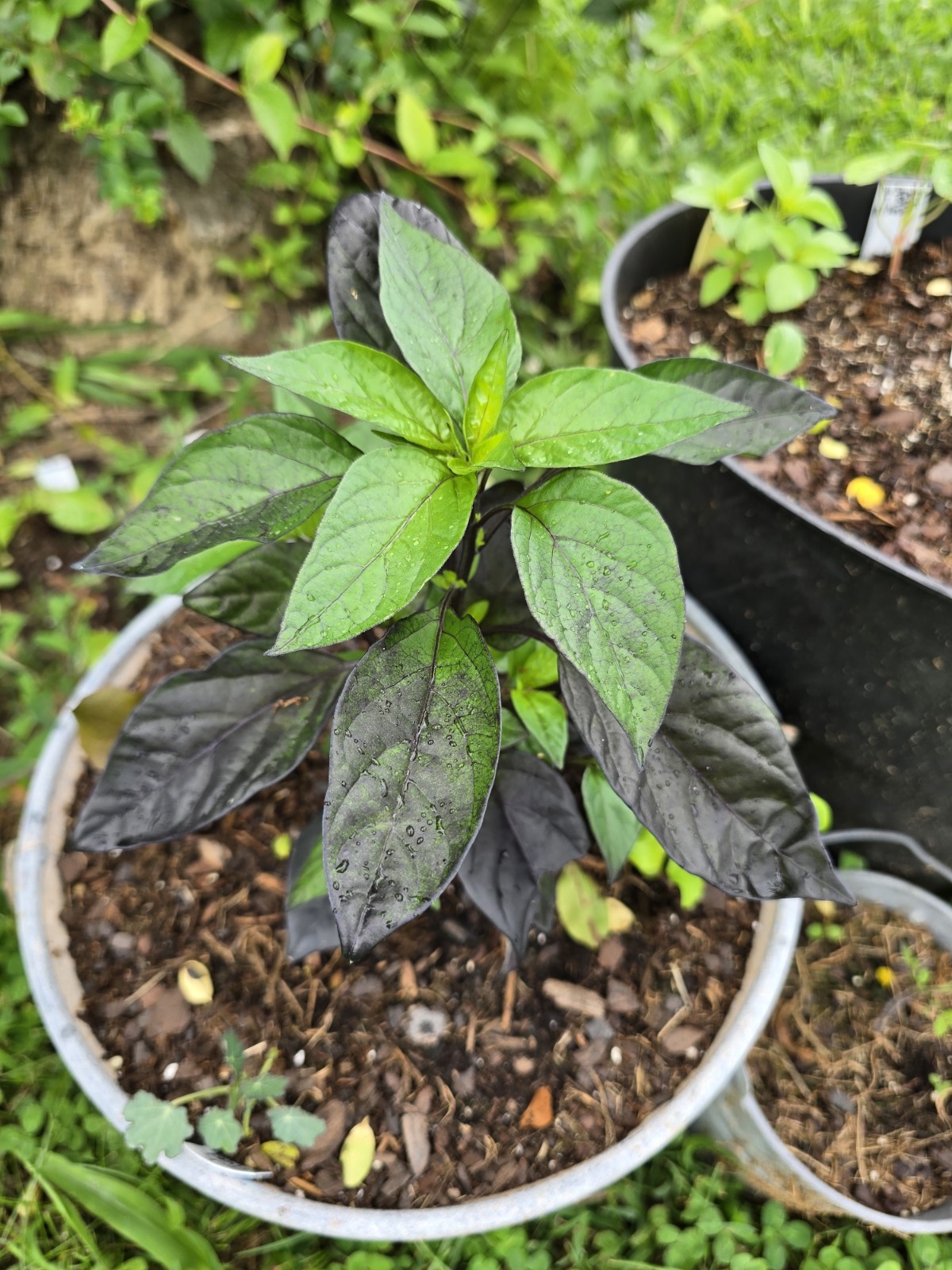 Black Pearl Hot Pepper 10 Organic Seeds *FREE SHIPPING*