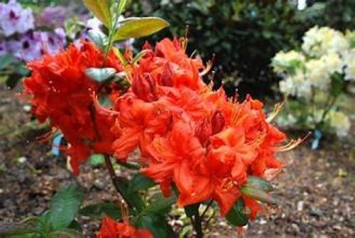 FIREBALL~~Azalea Rhododendron~Well Rooted STARTER Plant!